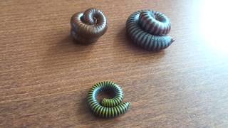 My 3 species of millipedes [upl. by Yxel818]