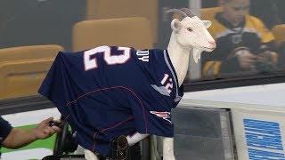 Decorative goat in Brady jersey rides Zamboni [upl. by Wilburn37]