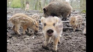 Süße Tierbabys  Frischlinge LoveNature Wildschweine Ferkel [upl. by Catt523]