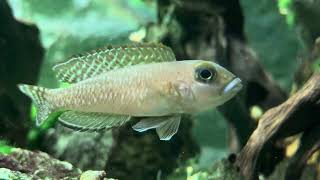 Nanochromis parilus  West African dwarf cichlid aquarium [upl. by Donia]