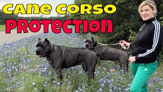 Cane Corso Protection on Road Trip to see Texas Bluebonnets [upl. by Rakabuba]