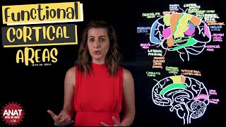 Functional Cortical Areas of the Brain [upl. by Sherburn]