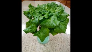 How To Grow Hydroponic Buttercrunch LettuceSeed To Harvest [upl. by Zeeba]