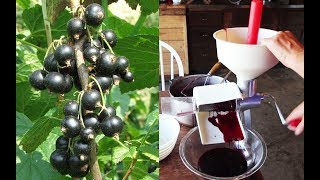 Making AntioxidantRich BLACK CURRANT Juice From Scratch [upl. by Eudosia]