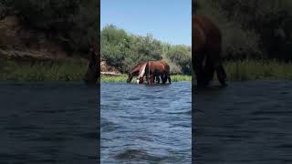 Salt River tubing 🐎 arizona saltriver saltrivertubing follow like [upl. by Aicek218]