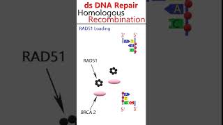 Homologydependent double strand DNA break repair animation csirnetgate [upl. by Fulks]