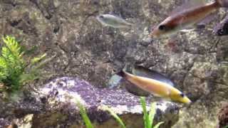 Cyprichromis Microlepidotus Caramba Spawning [upl. by Channa740]