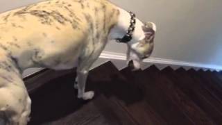 Whippet dog loves his treat sooooo much [upl. by Eras]