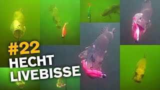 Hechtangeln Livebisse UnterwasserAufnahmen [upl. by Nnylav183]