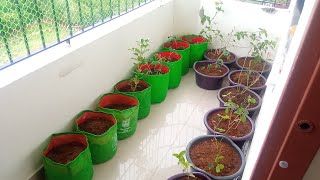 Rearranging Balcony Pots and Plants Vlog in Tamil garden giveaway tamil [upl. by Chace743]