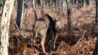 Whitetails Mating [upl. by O'Neill]