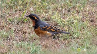 Live Rare Bird Chase Varied Thrush [upl. by Saw]