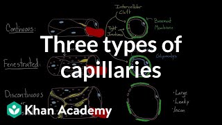 Three types of capillaries  Circulatory system physiology  NCLEXRN  Khan Academy [upl. by Nevanod]