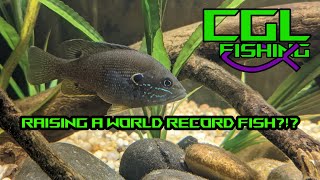 Growing the BIGGEST Green Sunfish EVER in My Aquarium Feeding by Hand [upl. by Aidas]