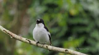 The song of a Pied Flycatcher [upl. by Hannazus]