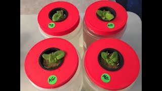 How To Start Seedlings For Hydroponic and The Importance of Proper Lighting [upl. by Fruma]