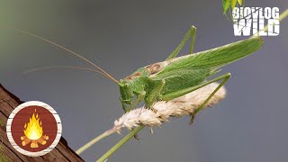 HOE SPRINGT EEN SPRINKHAAN Eigenlijk is het een KREKEL  WeetjeWoensdag [upl. by Margaret]