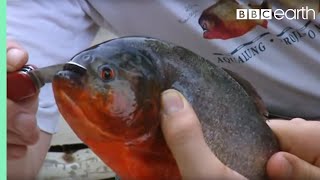 Holding a Red Bellied Piranha  Ultimate Killers  BBC Earth [upl. by Singhal714]