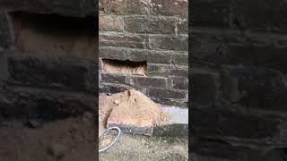 Damp walls remain after rising damp treatment [upl. by Alex]