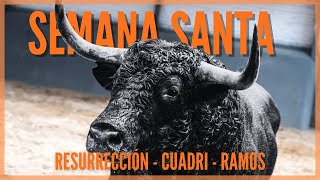 Todos los Toros 🐂 de Semana Santa [upl. by Haye]