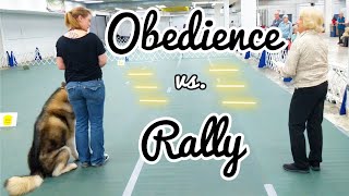 AKC Obedience Competition amp Overview of Rally vs Obedience [upl. by Ellswerth]