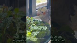 Best Cockatiel foods [upl. by Corydon]