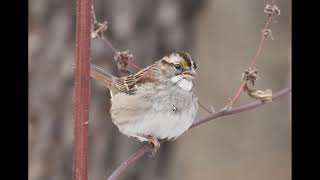 Whitethroated Sparrow Identification Example [upl. by Shaine]