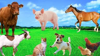 Familiar Animal Colors  Sheep Pig Cat Horse Goat Chicken  Animal World [upl. by Tjaden580]