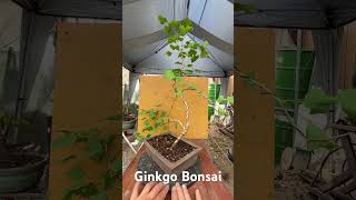 Ginkgo Bonsai my second bonsai made from Ginkgo Tree [upl. by Budge]