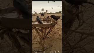 Sparrows chirping 🥰🤗birdsloverbirdschirpingsparrowssubscribemychannel viralshort [upl. by Elyag]