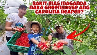 Growing Carolina Reaper in GreenHouse  Tips and Techniques sa Masaganang Ani [upl. by Watson]