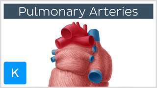 Pulmonary Arteries  Location amp Function  Human Anatomy  Kenhub [upl. by Ennaecarg347]