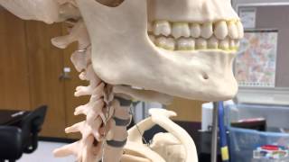 Skeletal Lab Supplement The Hyoid Bone [upl. by Short]