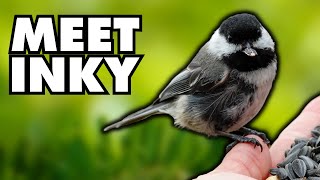 The Most Distinct Chickadee I’ve Ever Known amp Why [upl. by Nehemiah]