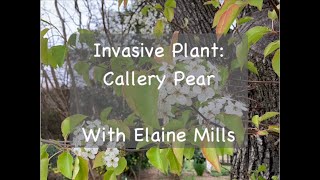 Invasive Plant Callery Pear [upl. by Nnylharas570]