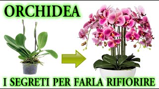 ORCHIDEA il trucco infallibile per farla rifiorire quando vuoi [upl. by Avehstab708]