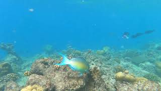 Ember parrotfish Scarus rubroviolaceus feeding on coral [upl. by Yee]