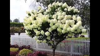 How to make a hydrangea tree [upl. by Retsae323]