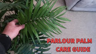 Parlour Palm Spotlight amp Care Guide Chamaedorea Elegans [upl. by Roseanne519]