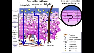 LEC 2 Components of epidermis amp dermis of human skin  Routes of penetration of drugs شرح بالعربي [upl. by Nath]