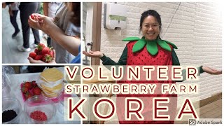 VOLUNTEER ON A KOREAN FARM  BUDGET TRAVEL [upl. by Iolenta]