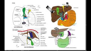 15 2 foie D2 suite de lanatomie du foie [upl. by Kall]