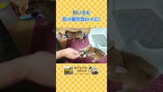 柴犬子供たち飼い主と綱引き！！柴犬 子犬 豆柴 dog もふもふ [upl. by Gnahk]