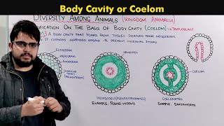 Understanding the Body Cavity Coelom In animals [upl. by Rollecnahc]