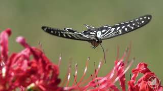 蝶が舞うだけの動画  ⁡Butterflies in slow motion⁡ [upl. by Ahsiemaj814]