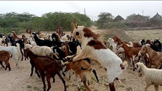 Goat Breed Video  10 Top Powerful Goats group Video in My Village  Cow Farm In Tharparkar [upl. by Kcuhc457]