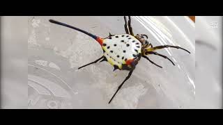 Longhorned orb weaver spider Philippines [upl. by Dessma]