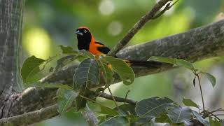 Icterus croconotus  Aves del Amazonas [upl. by Pliske]