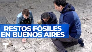 FÓSILES ESCONDIDOS EN BUENOS AIRES cuentan cómo era la Argentina hace millones de años [upl. by Turtle]