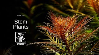 Top 10 Beautiful Aquarium Stem Plants [upl. by Renae830]